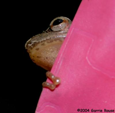 Spring Peeper *(taking refuge)