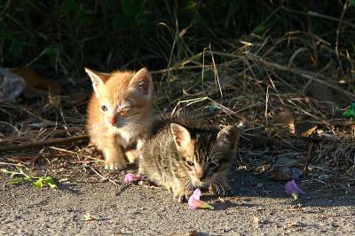 kittens *