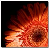 Humble Daisy (*)