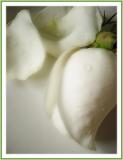 The Rose by Bette Midler