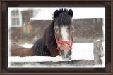 * A Horse with no Name by Lonnit Rysher
