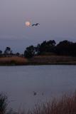 Fly Me to the Moon*
