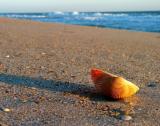 Morning Shell *