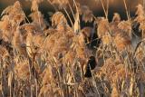Blackbird in Reeds *