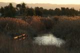 Last Light at Adobe Creek *