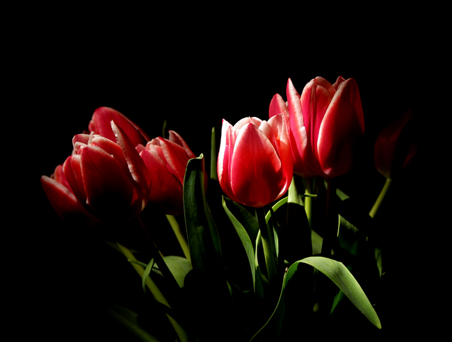 Tulips by Moonlight  *