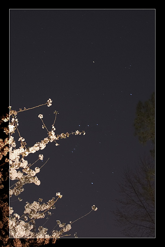 Orion and a Cherry Tree