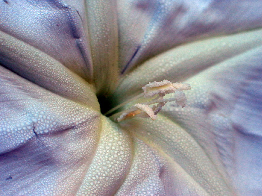 Deep Purple *