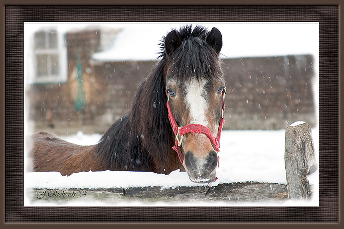 * A Horse with no Name by Lonnit Rysher