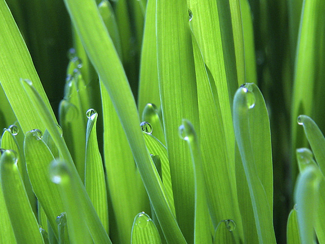 The green green grass of home 5th Place