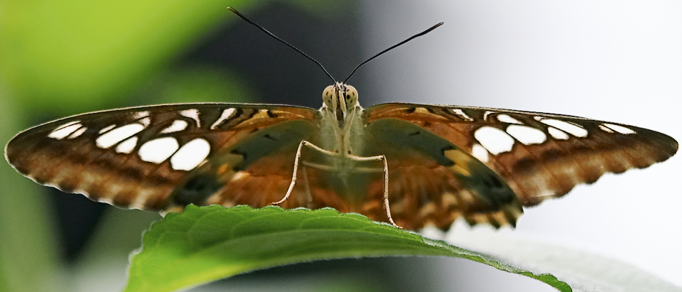 Butterfly *