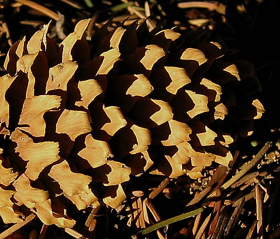 Acorn at Sunset *