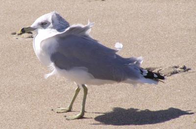September 2004, ruffled feathers