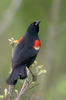 Red-winged Blackbird