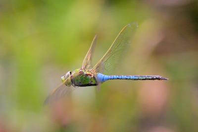 Green Darner