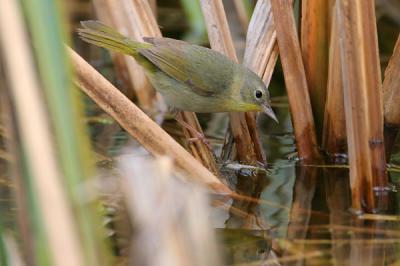 Common Yellowthroat