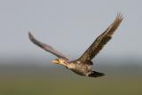 Double-crested Cormorant