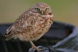 Burrowing Owl