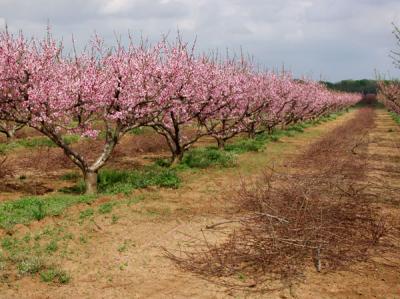 Texas Peach Blossoms.jpg (DL23)
