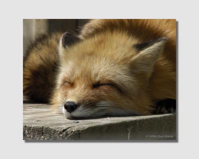 Renard1C.jpg