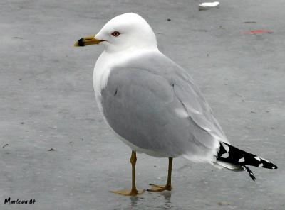 GoeGP2478.jpg