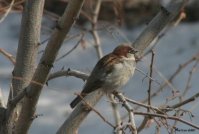 moineau2.jpg