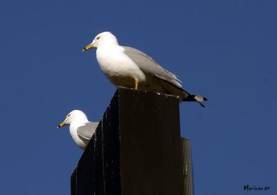 deux2907in.jpg