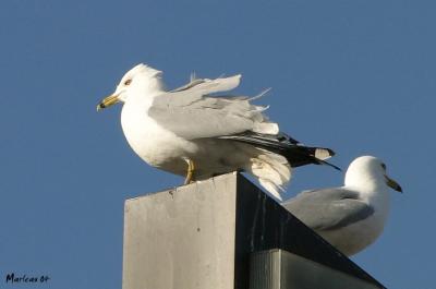 passemoilabrosse2902in.jpg