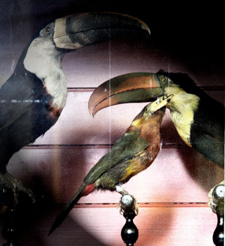 BIRDS
