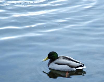 lone duck on the lake