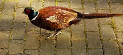 pheasant