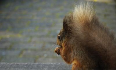 squirrel