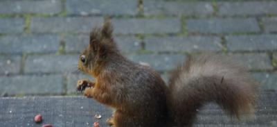 Same squirrel