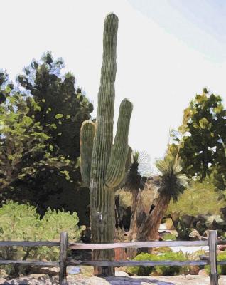 Saguaro.jpg