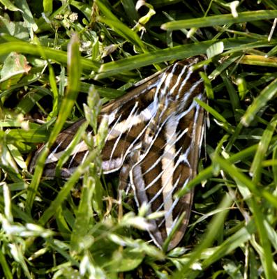 Moth in the grass.jpg