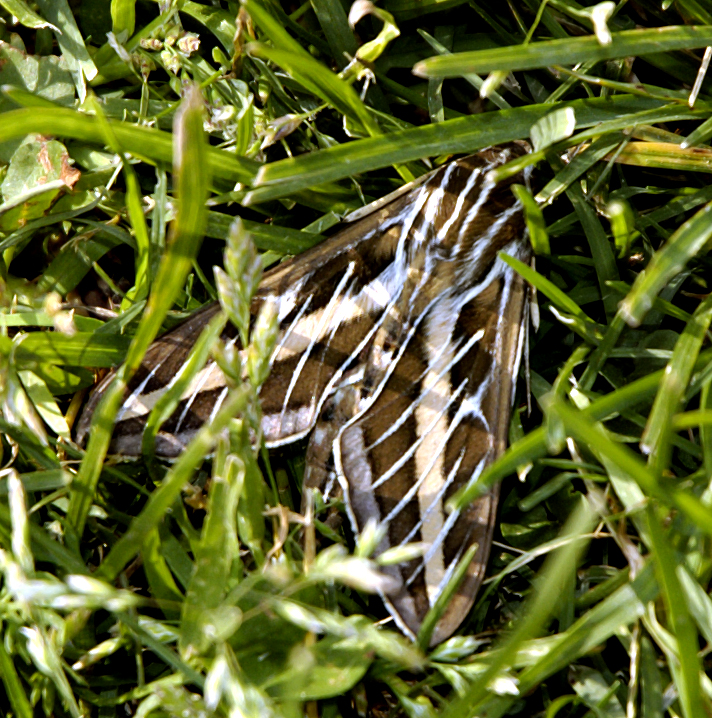 Moth in the grass.jpg