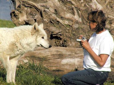 wolf park photos 2003