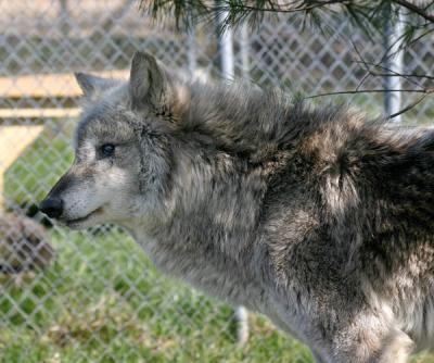 wolf park indiana