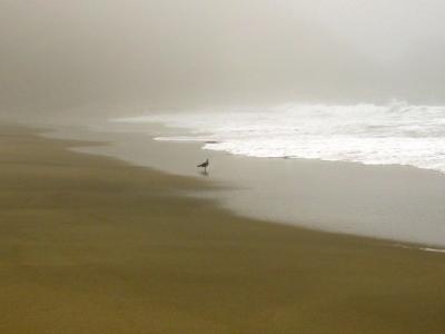 Lone Seagull, California Coast