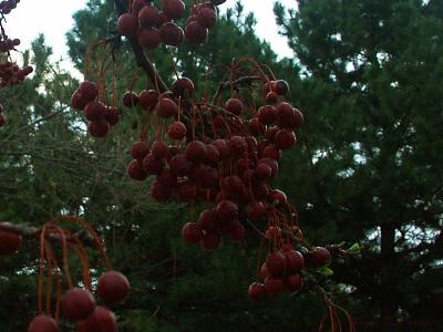 Chinese Cherries.jpg