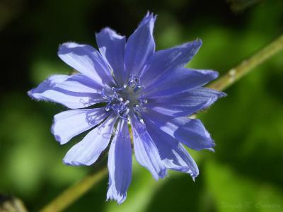 Blue Flower Sept 2004.jpg