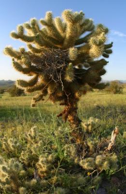 cholla640.jpg