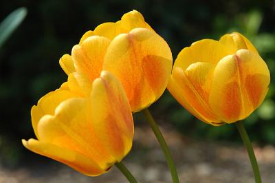 u42/designed/medium/27285907.Nature29.jpg