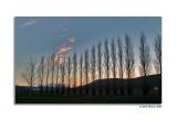 Cottonwoods