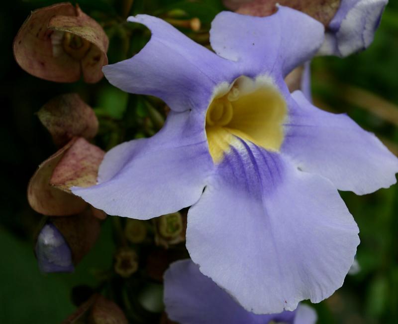 Violet Flower.jpg