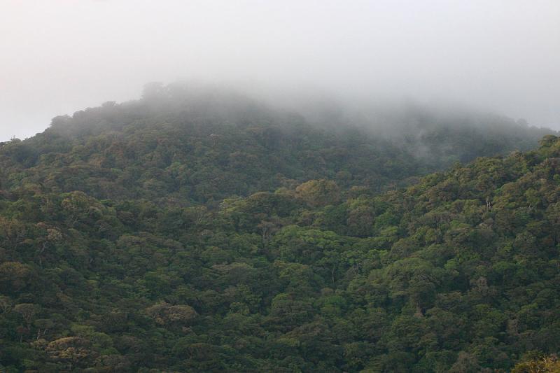 Cloud Forest Jungle.jpg