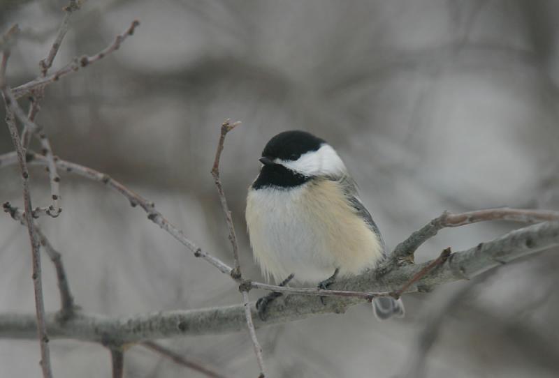 Black-capped Chickadee.jpg