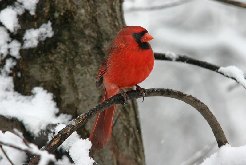 cardinal Branch.jpg