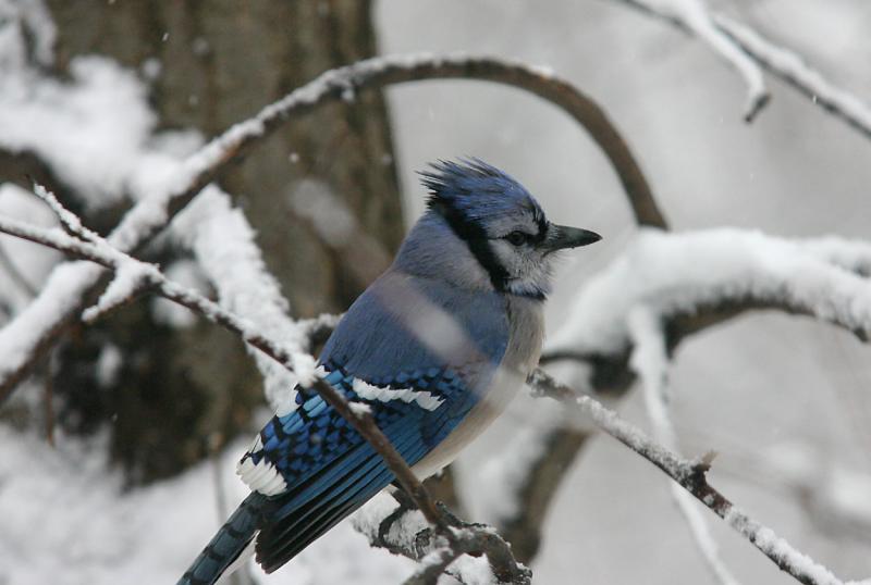 Winter Blue Jay.jpg