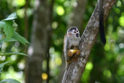 u42/dholm/medium/27183747.BabySquirrelMonkeywithBanana.jpg